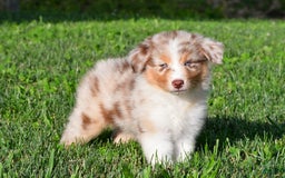 Australian Shepherd dogs for sale: Axel - Image 1