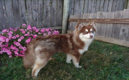 Pomsky dogs for sale: Raina - Image 12