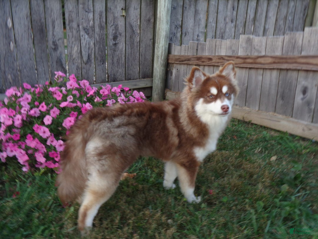 Pomsky dogs for sale: Raina - Image 12