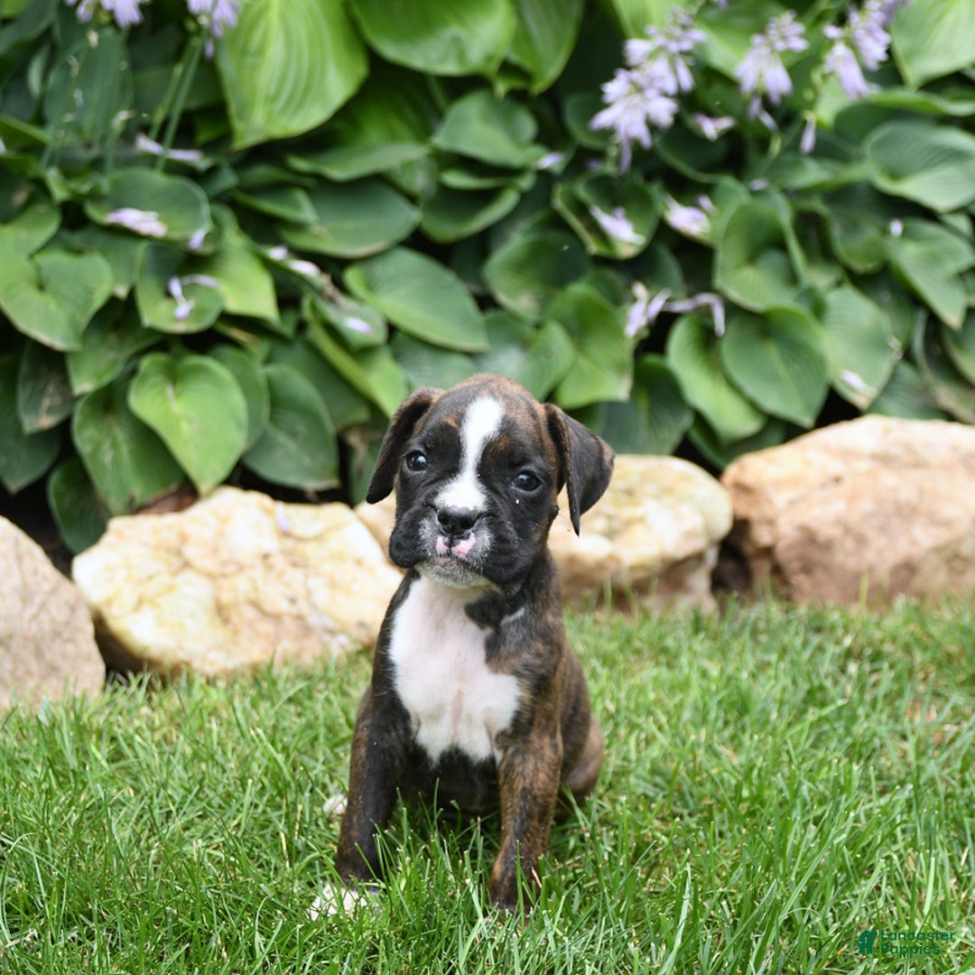 Boxer dogs for sale: Donna - Image 4