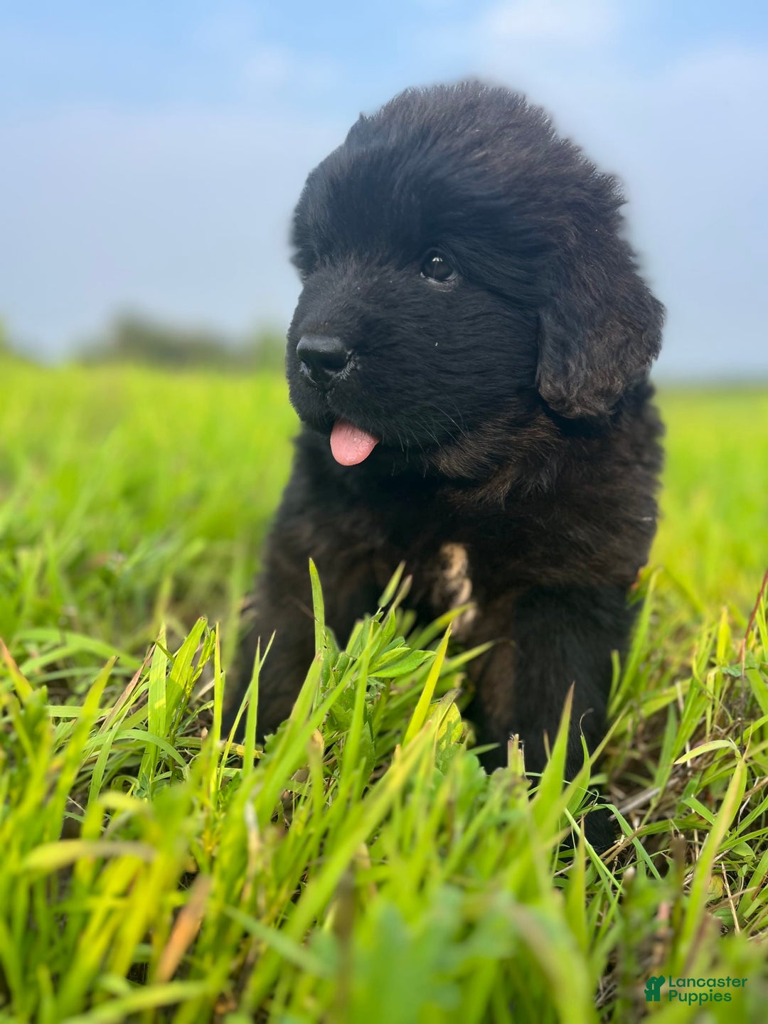 Newfoundland dogs for sale: Duke - Image 3