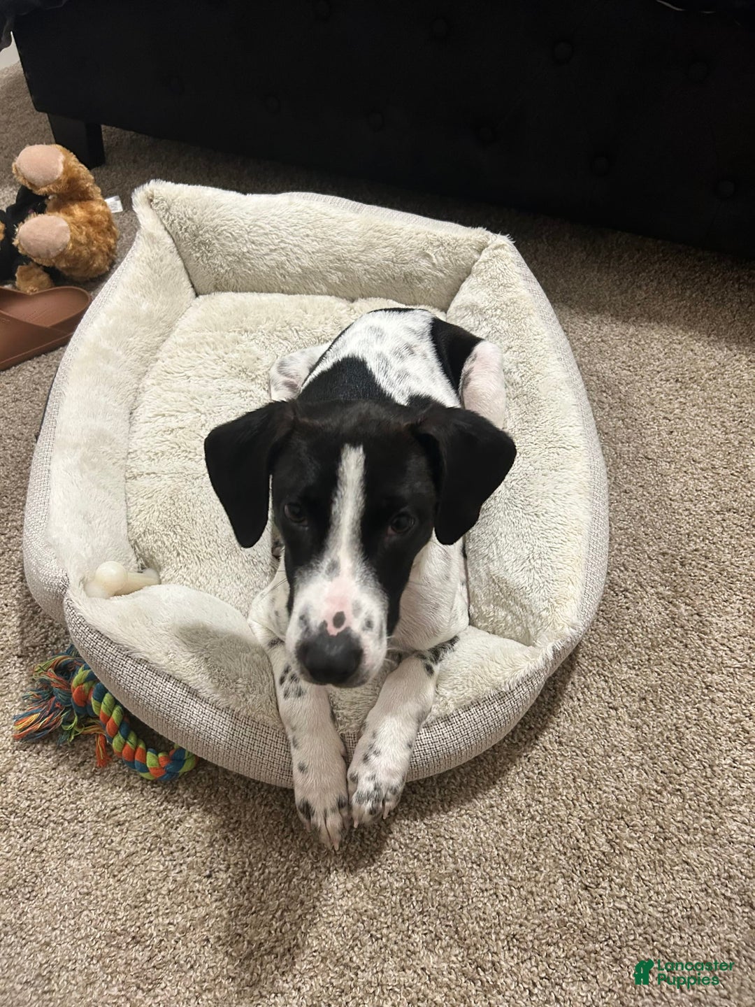 German Shorthaired Pointer dogs for sale: Bently - Image 8