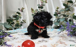 Morkie dogs for sale: Wesley - Image 3