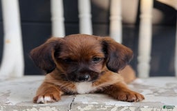 Yorkiepoo dogs for sale: Yorkiepoo 2 puppies - Image 3