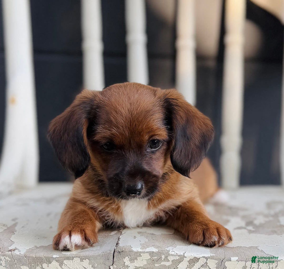 Yorkiepoo dogs for sale: Yorkiepoo 2 puppies - Image 3