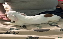 Miniature Dachshund dogs for sale: Miss Piggy - Image 3