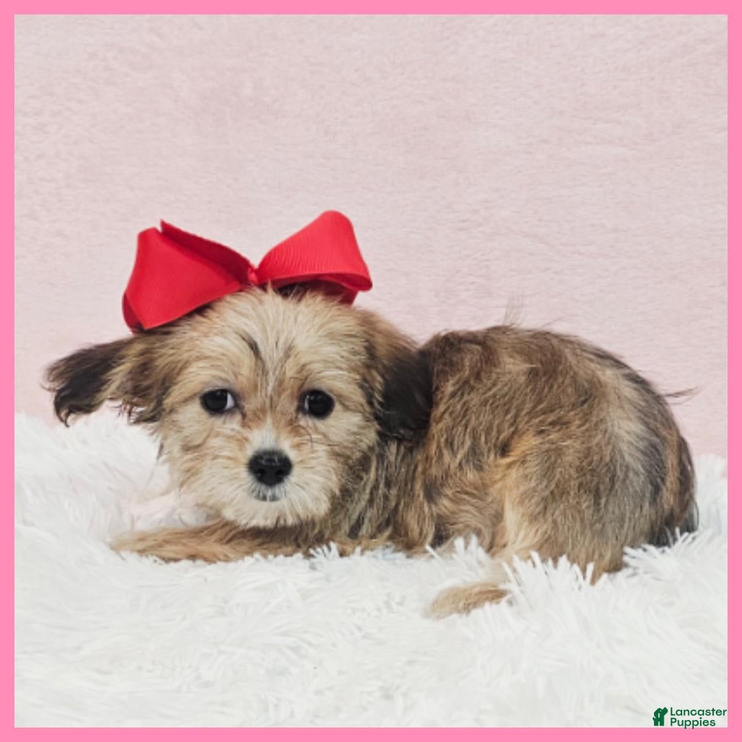 Morkie dogs for sale: Grace - Image 3
