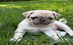 Pug dogs for sale: Pug 4 puppies - Image 17
