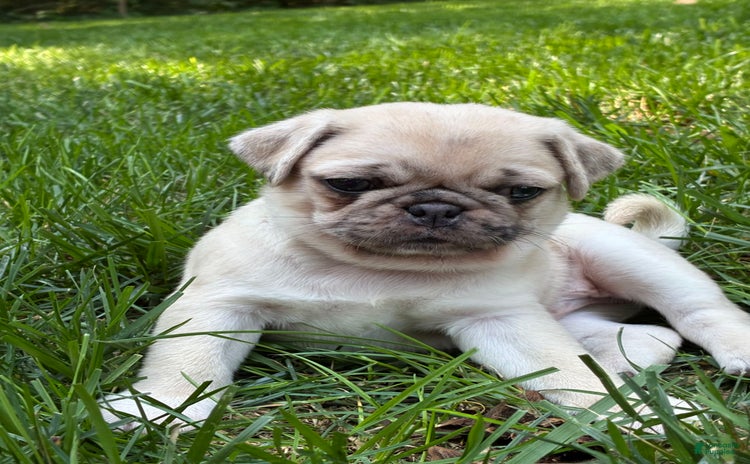 Pug dogs for sale - Ad 4