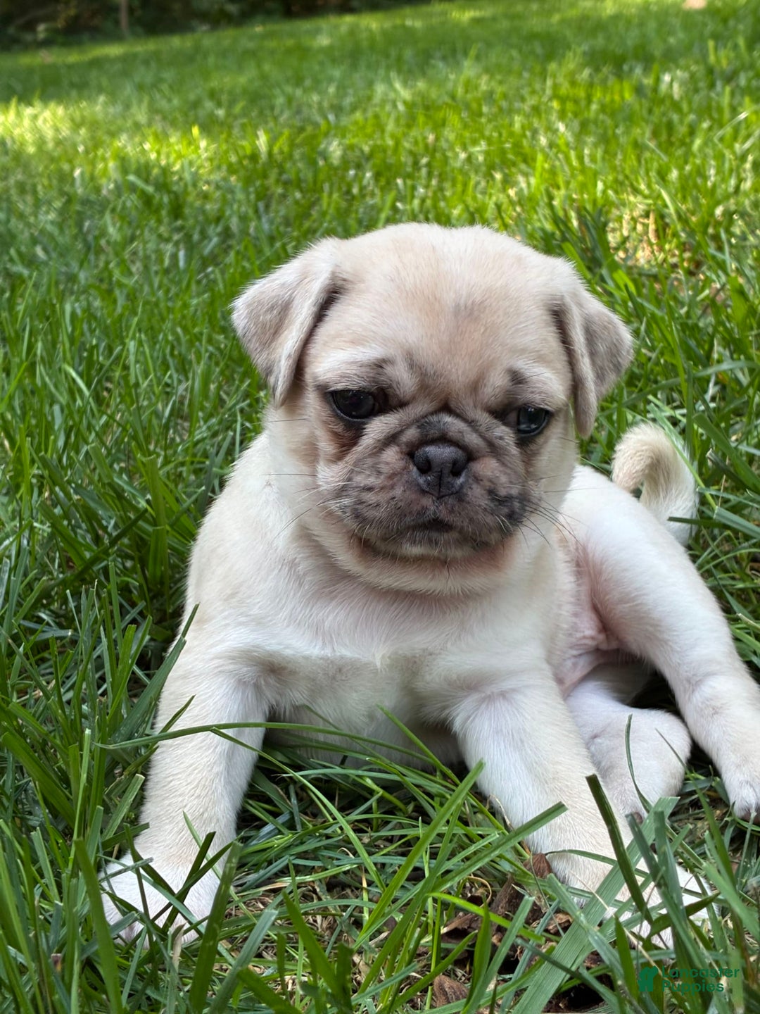Pug dogs for sale: Pug 4 puppies - Image 17