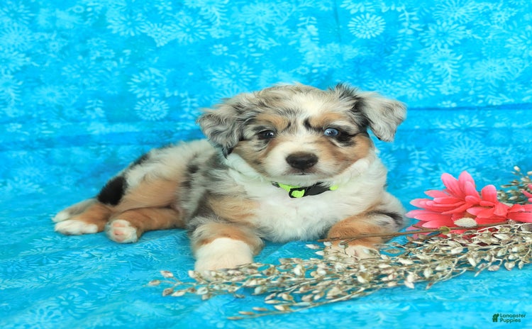 Miniature Australian Shepherd dogs for sale - Ad 1