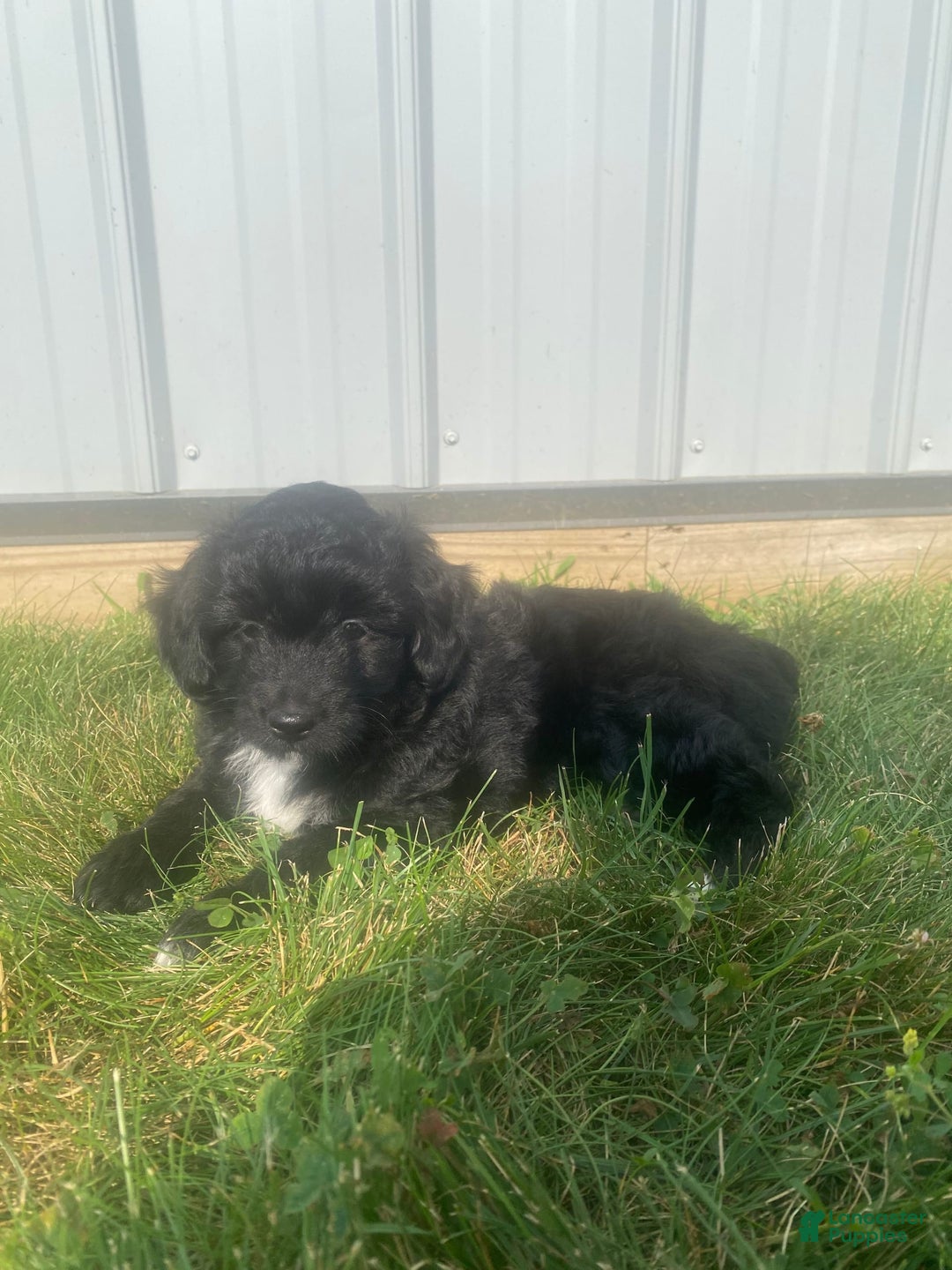 Mini Aussiedoodle dogs for sale: Honey - Image 7