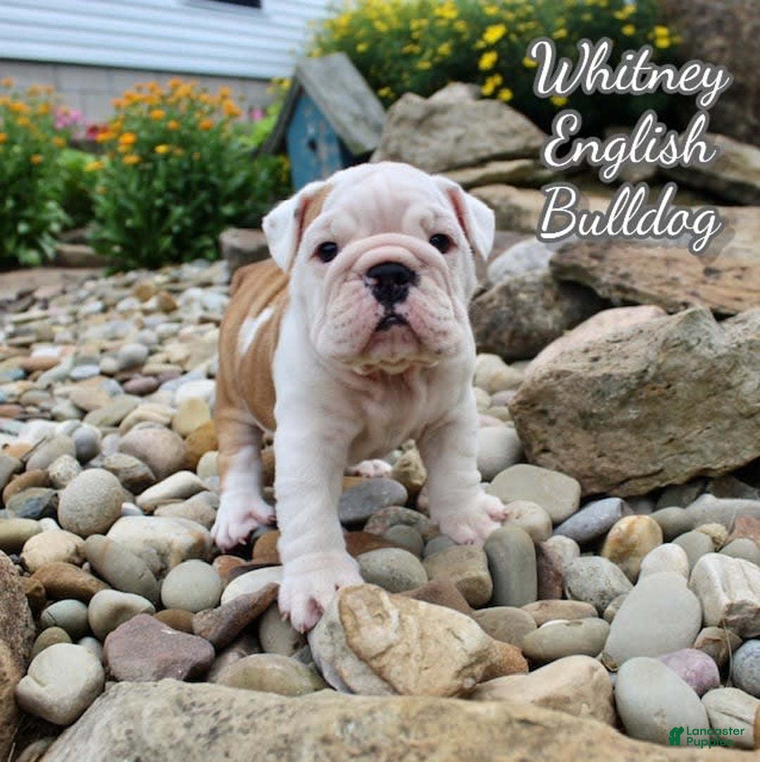 English Bulldog dogs for sale: Whitney - Image 1