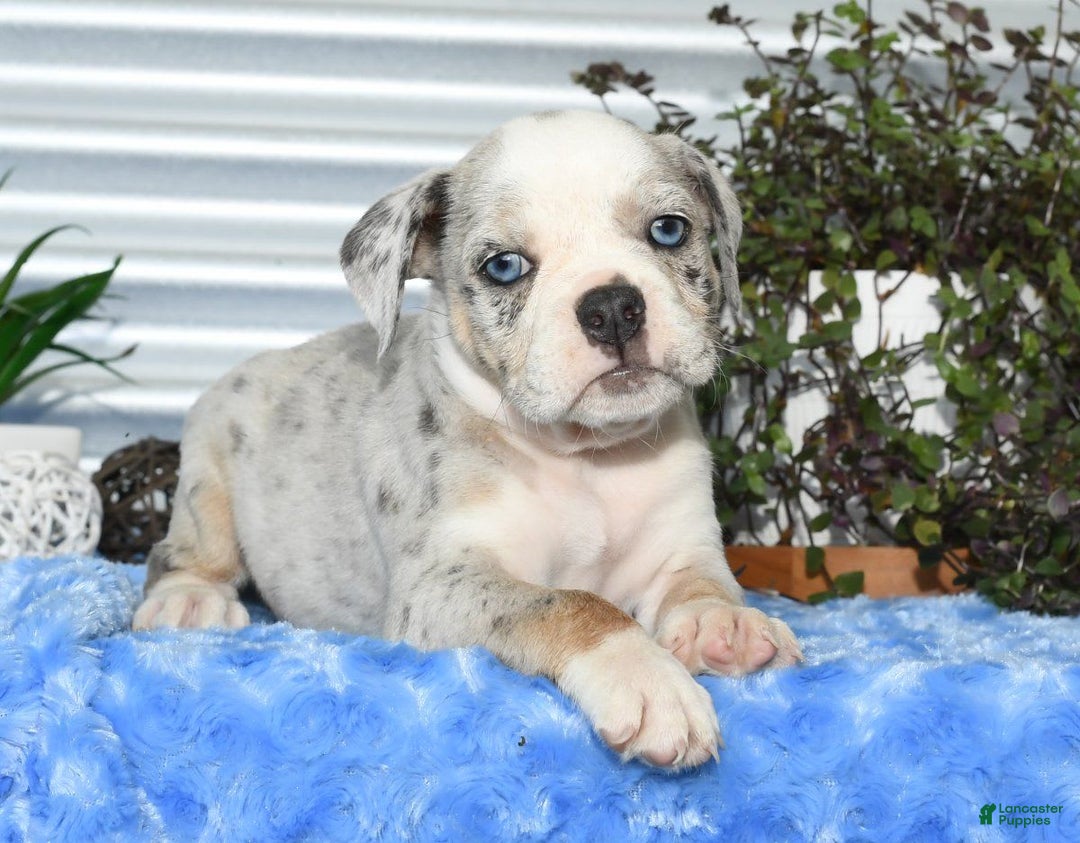 Beabull dogs for sale: Kelly - Image 1
