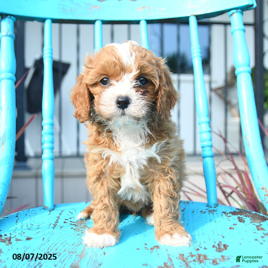 Cavapoo dogs for sale: Ally - Image 1