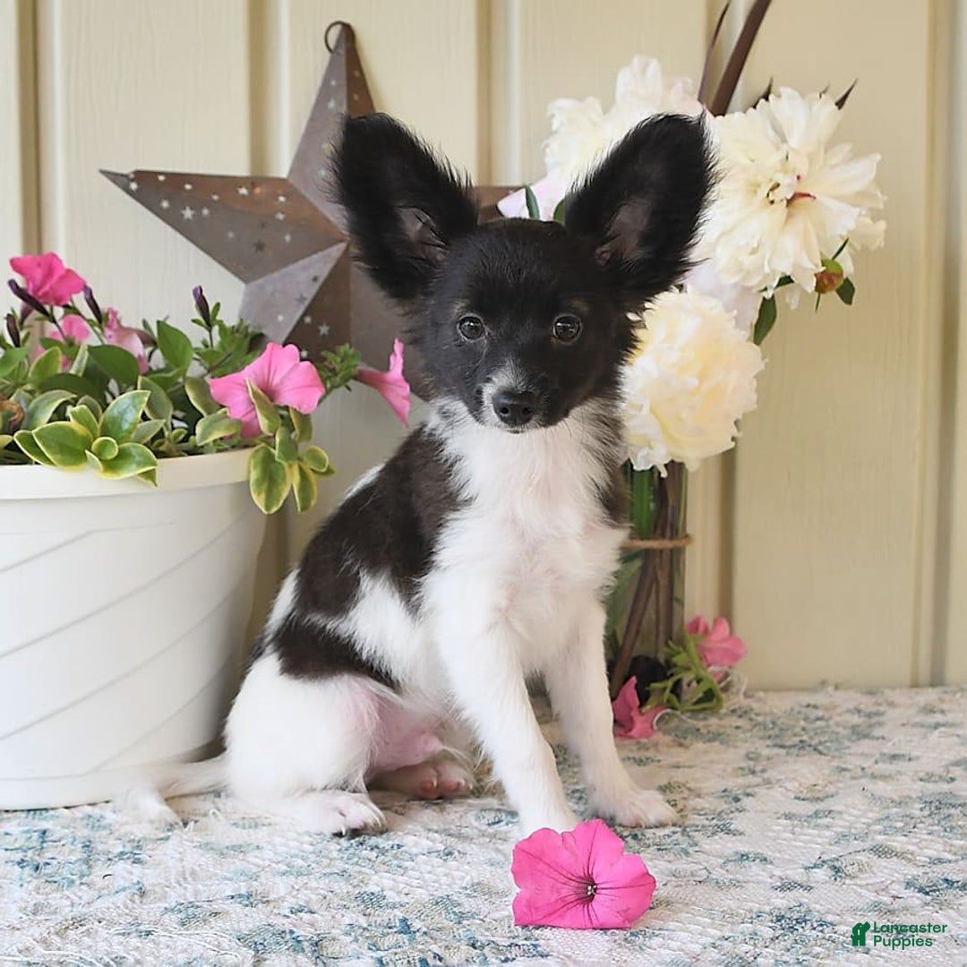 Papillon dogs for sale: Mitch - Image 11