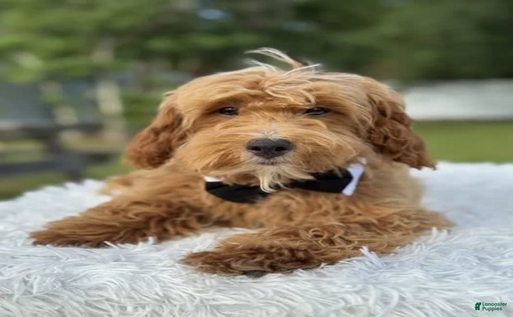 Mini Goldendoodle dogs for sale - Ad 3