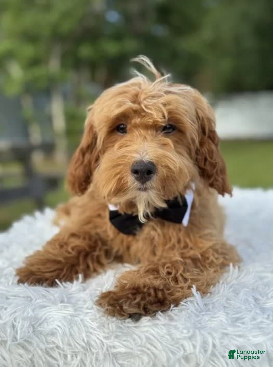 Mini Goldendoodle dogs for sale: Waffles - Image 1