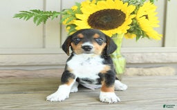Beagle dogs for sale: Toto - Image 6