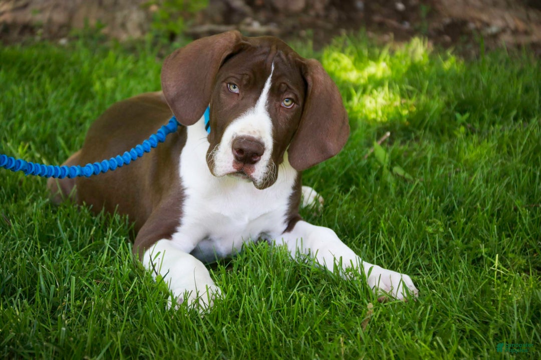 Great Dane dogs for sale: Jack - Image 25