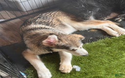 Alaskan Malamute dogs for sale: Lagertha - Image 1