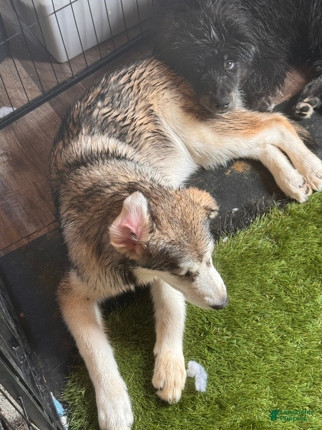 Alaskan Malamute dogs for sale: Lagertha - Image 1