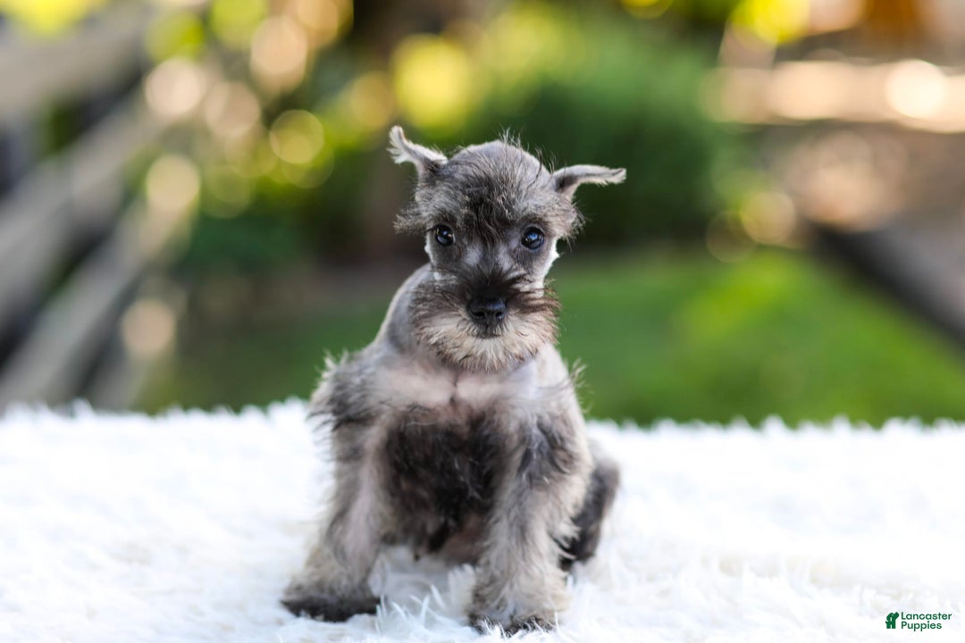 Miniature Schnauzer dogs for sale: Bella - Image 1