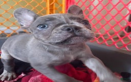 French Bulldog dogs for sale: Luna - Image 21