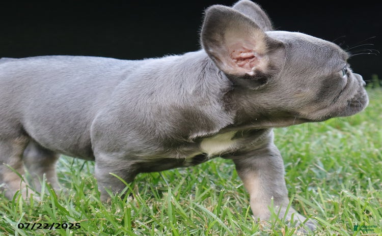 French Bulldog dogs for sale - Ad 3