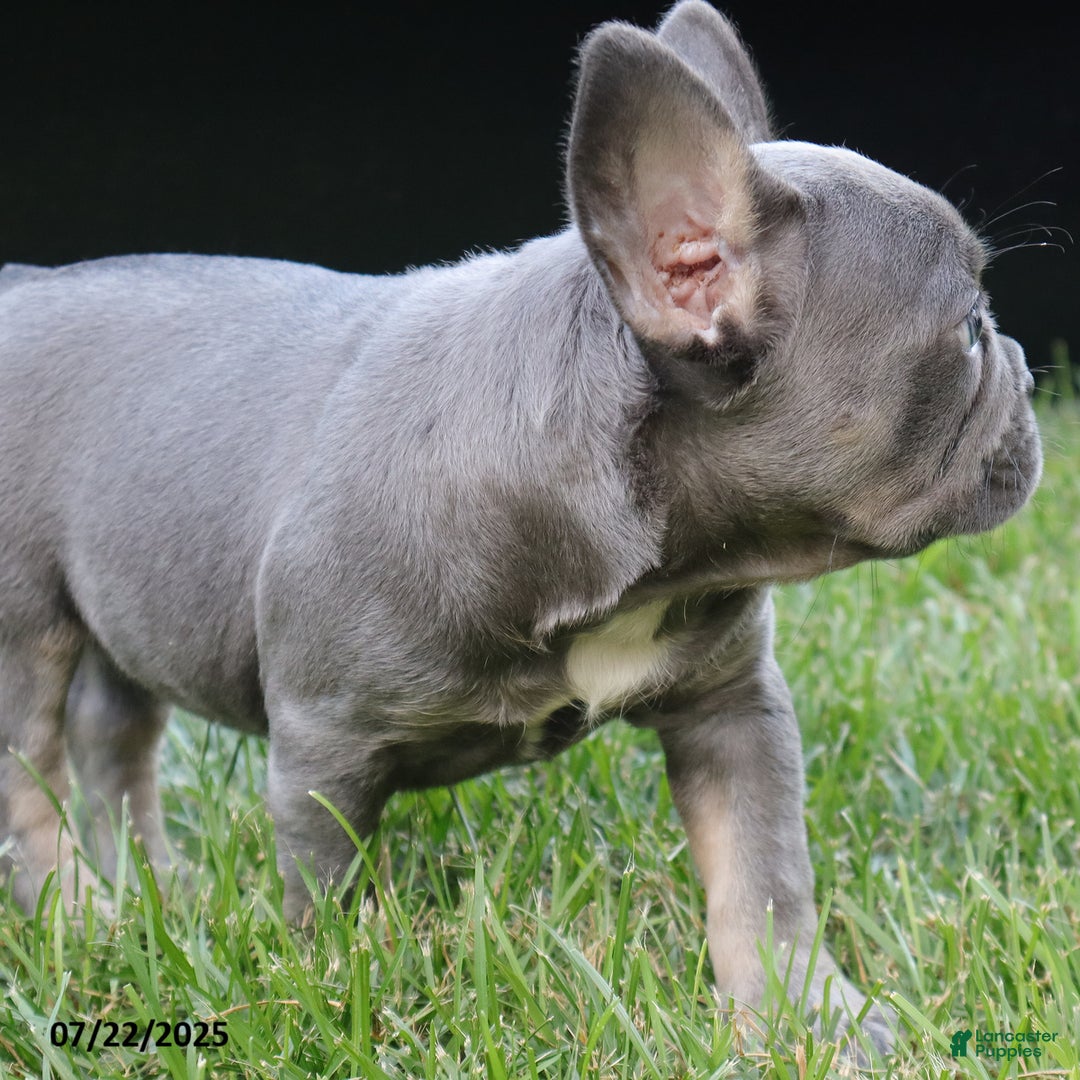 French Bulldog dogs for sale: Sky - Image 1