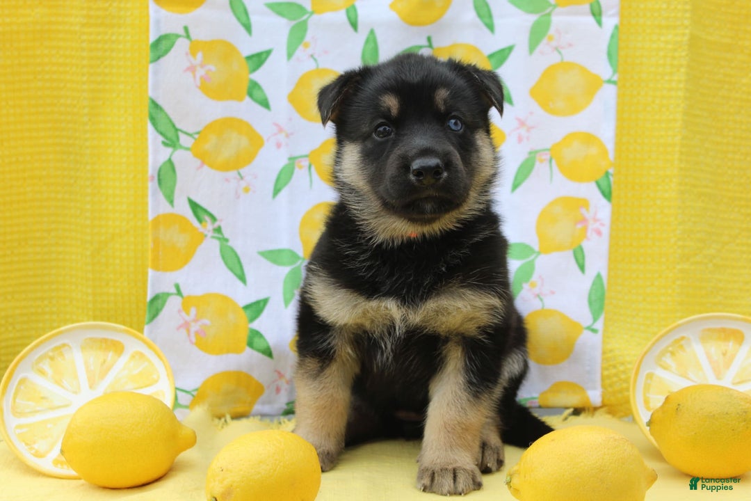 Gerberian Shepsky dogs for sale: Gerberian Shepsky 2 puppies - Image 6