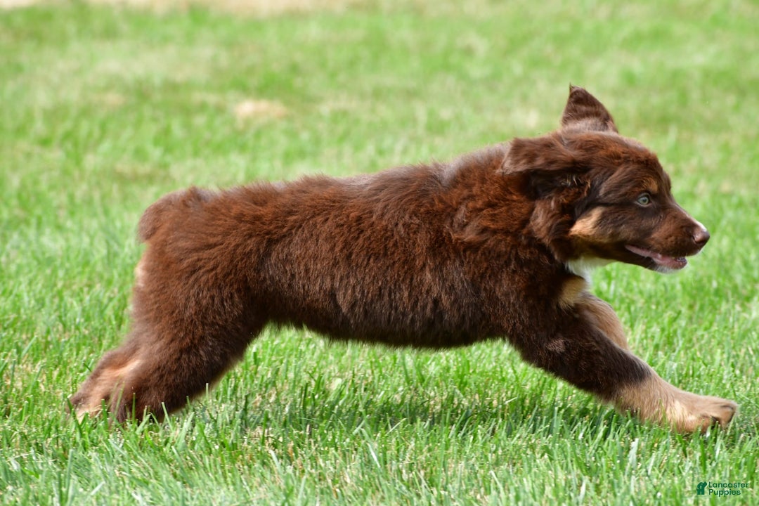Australian Shepherd dogs for sale: CoCo - Image 9