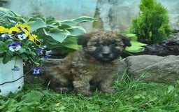 Soft Coated Wheaten Terrier dogs for sale: Ruby - Image 6
