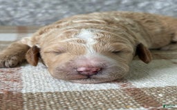 Standard Poodle dogs for sale: Willow - Image 1