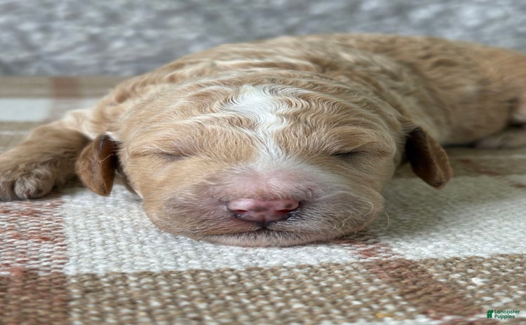 Standard Poodle dogs for sale - Ad 2