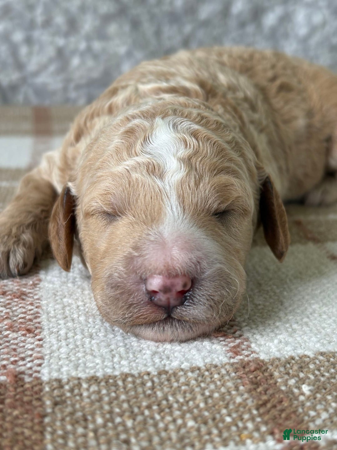 Standard Poodle dogs for sale: Willow - Image 1