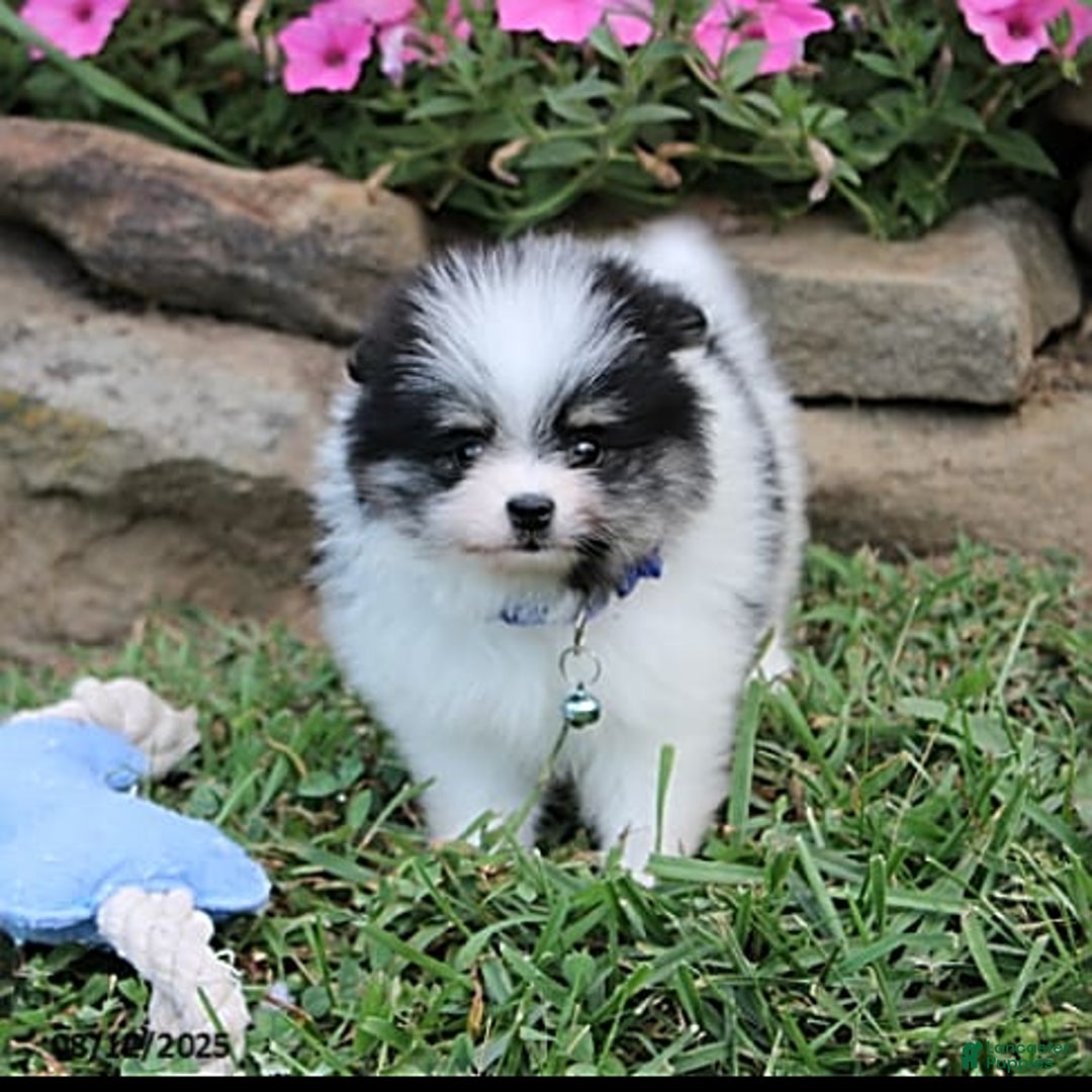 Pomeranian dogs for sale: Karter - Image 8