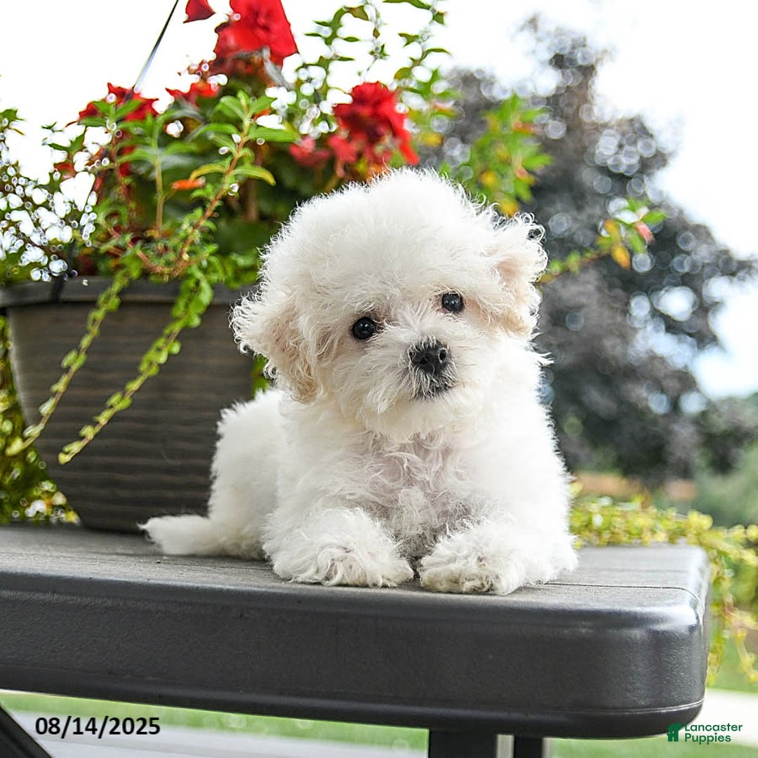 Bichon Frise dogs for sale: Polly - Image 2