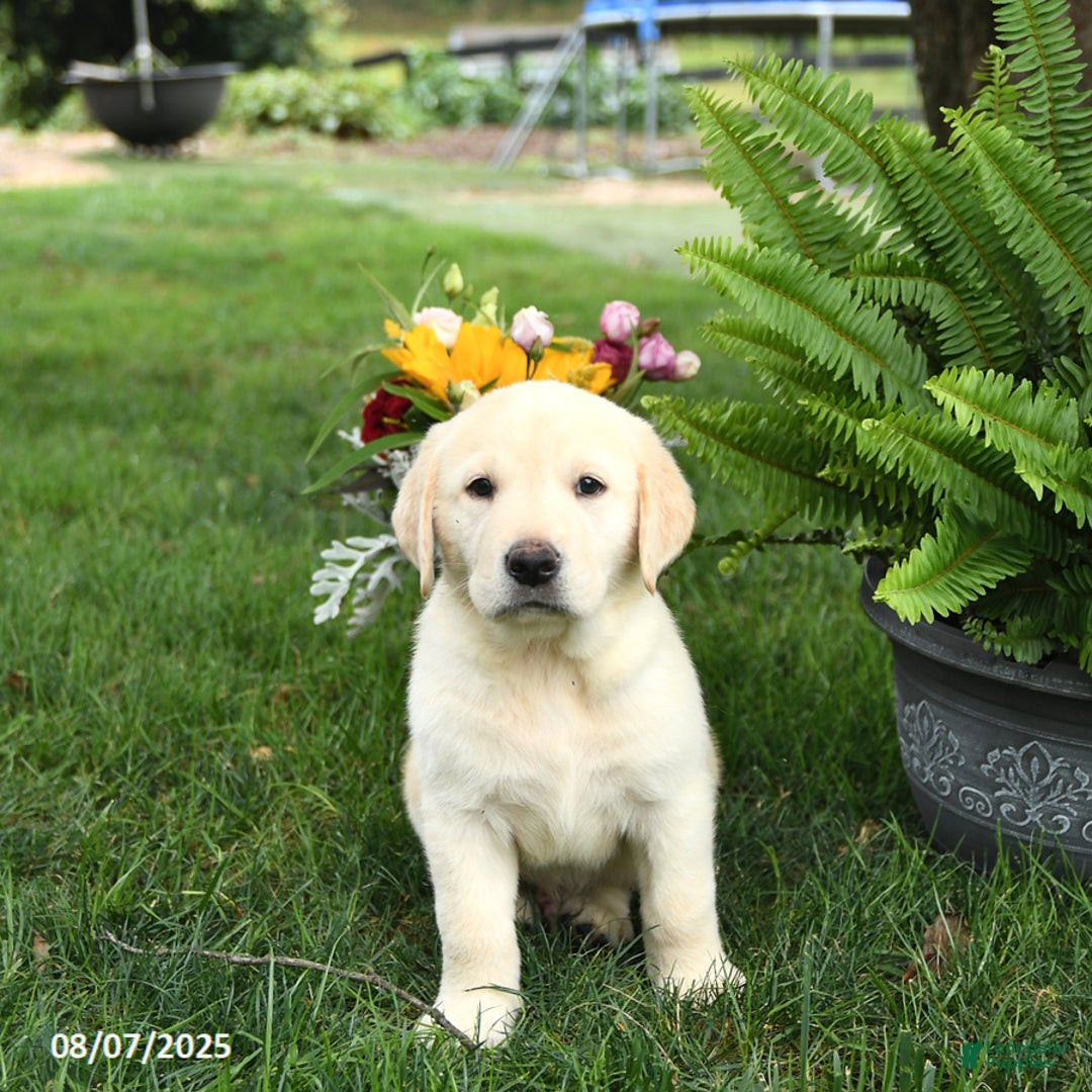 Goldador dogs for sale: Skipper - Image 5