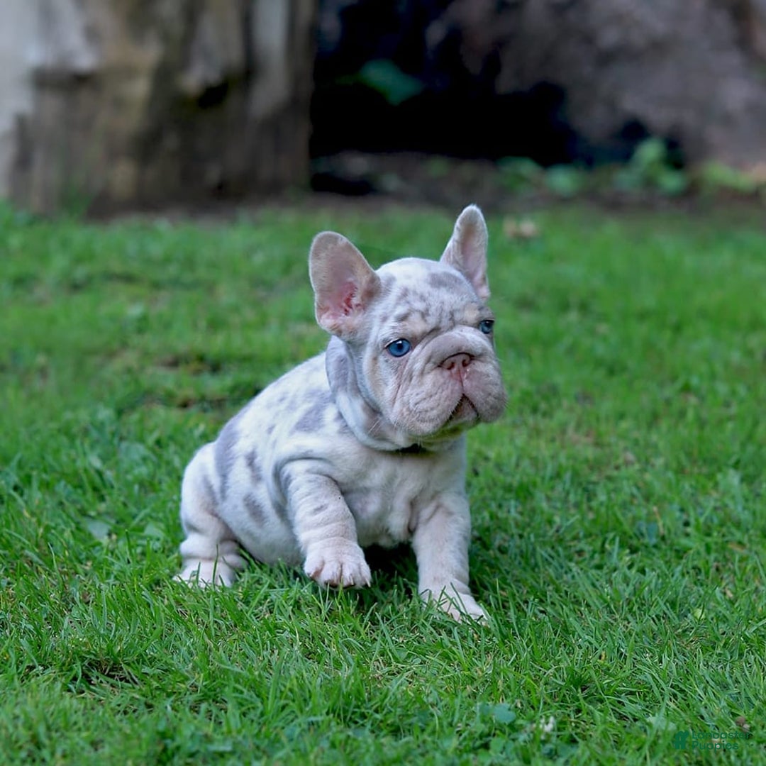French Bulldog dogs for sale: Domenic - Image 1