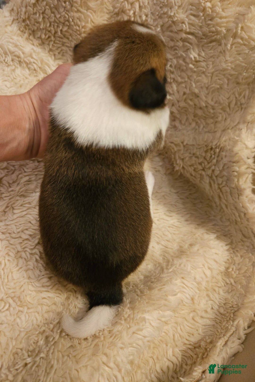 Welsh Corgi Pembroke dogs for sale: Cleopatra - Image 6