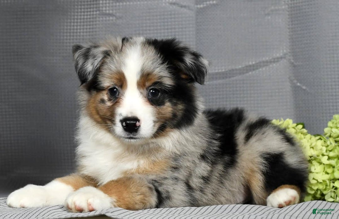 Miniature Australian Shepherd dogs for sale: Axel - Image 8