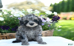 Cavapoo dogs for sale: Oreo - Image 5