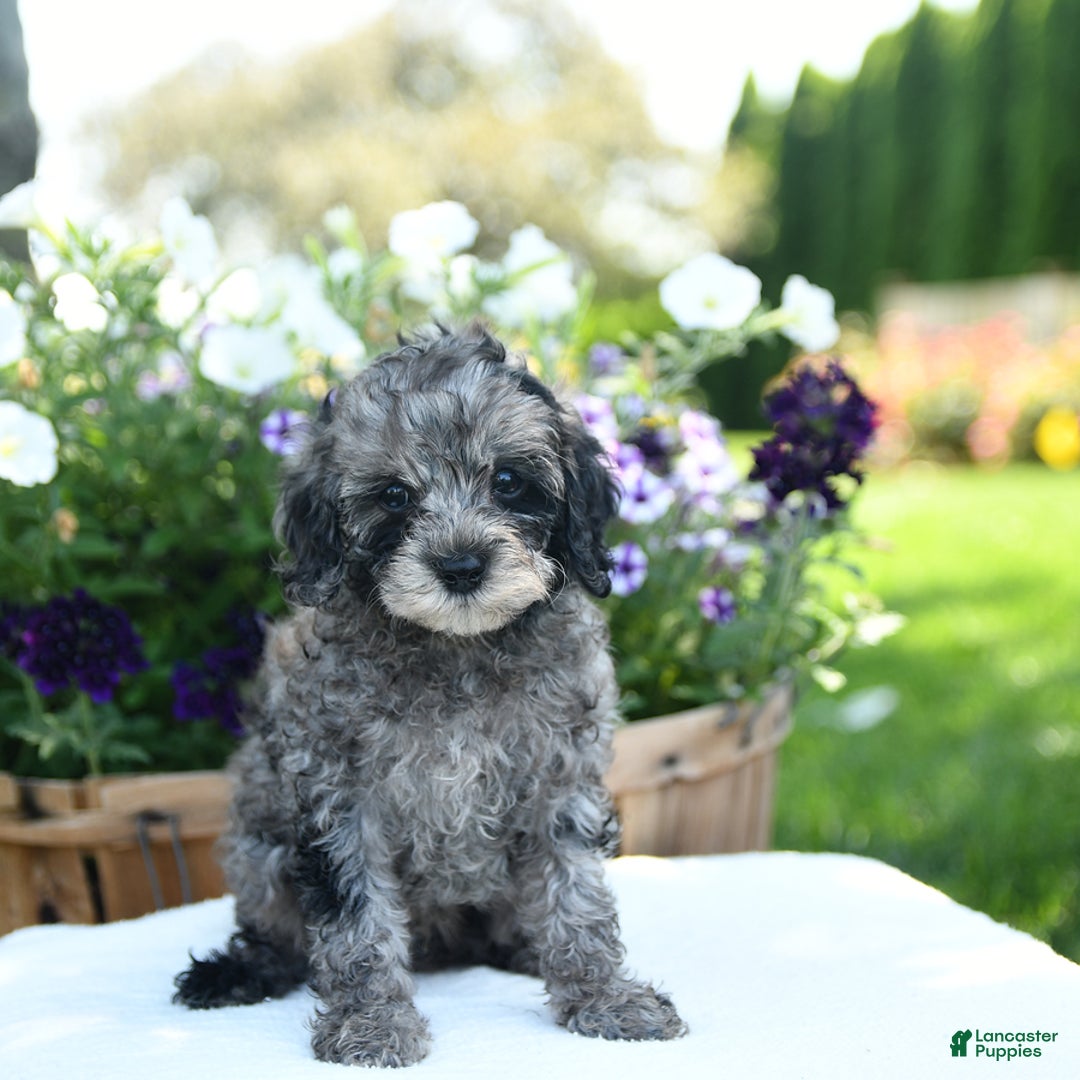 Cavapoo dogs for sale: Oreo - Image 5