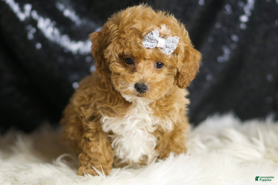 Toy Poodle dogs for sale: Philly - Image 5