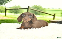 Miniature Dachshund dogs for sale: Heather - Image 5