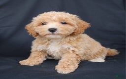 Bichpoo dogs for sale: Benny - Image 1