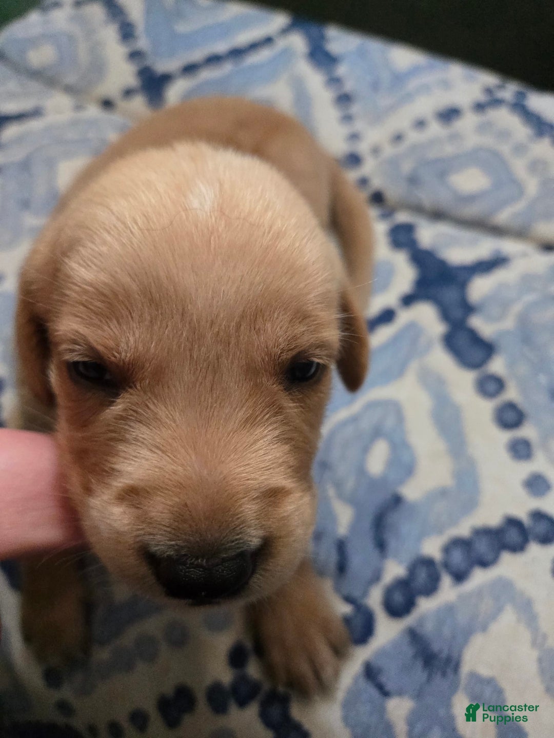 Labrador Retriever dogs for sale: Avatar - Image 2
