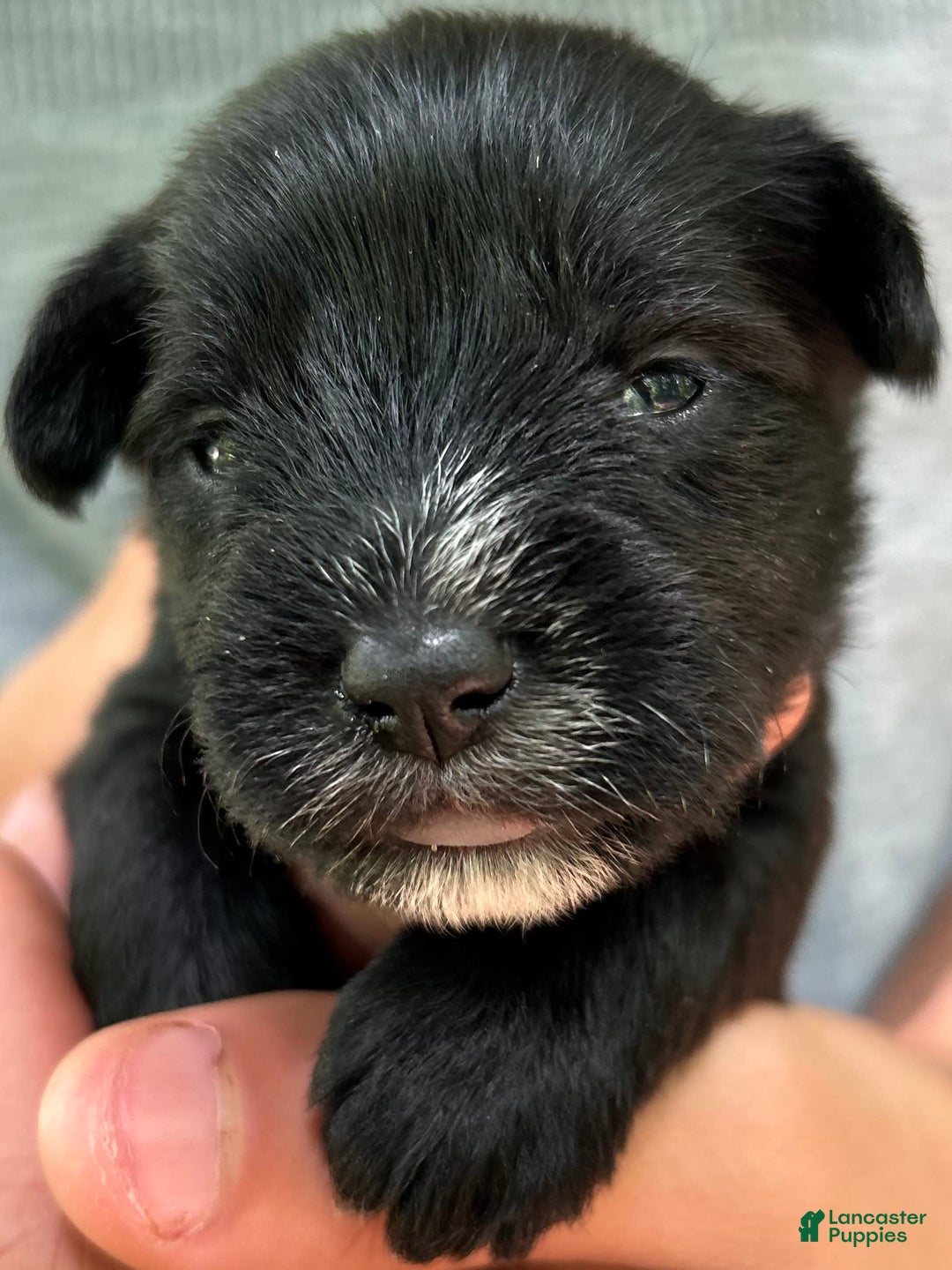 Miniature Schnauzer dogs for sale: Cory - Image 4