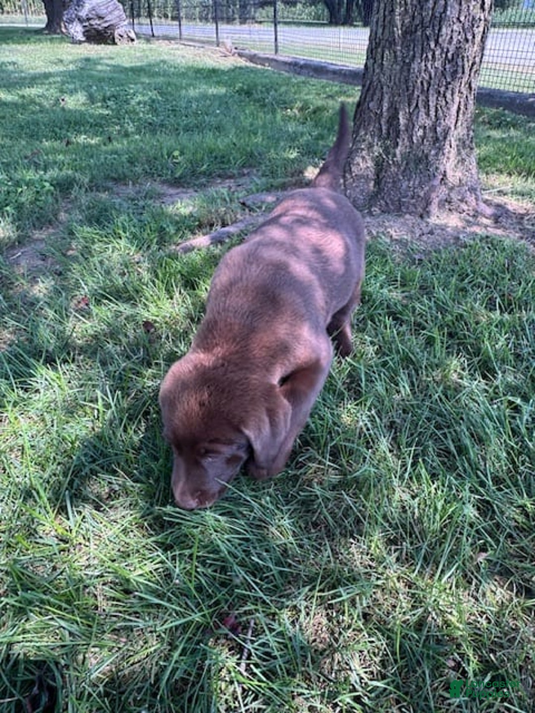 Labrador Retriever dogs for sale: Skylar - Image 2